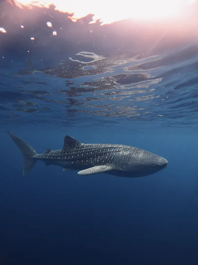 Whale Shark Sumbawa