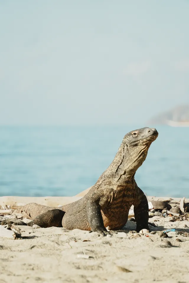Labuan Bajo & Komodo — travel photo 23