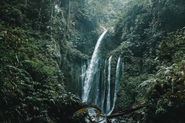 Water in the forest